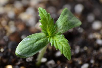 Semillas autoflorecientes: ¿Qué son?