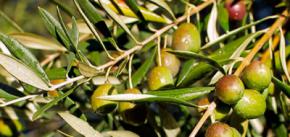 Los retos de las pequeñas cooperativas de aceite de oliva en un mundo globalizado