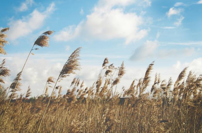 La importancia de los productos naturales para la salud