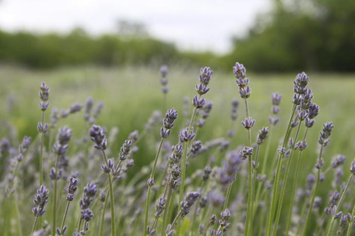 Descubre los beneficios del aceite de lavanda y cómo usarlo