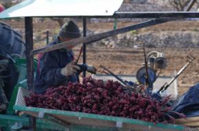 MASOS recupera 10’5 hectáreas con su nueva plantación en el Valle de Guadalest, después de 100 años 