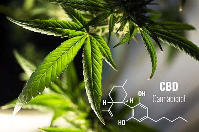 ¿Por qué el CBD sigue generando discusión?