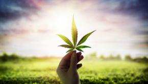 Terpenos del Cannabis: la magia detrás del aroma y los efectos