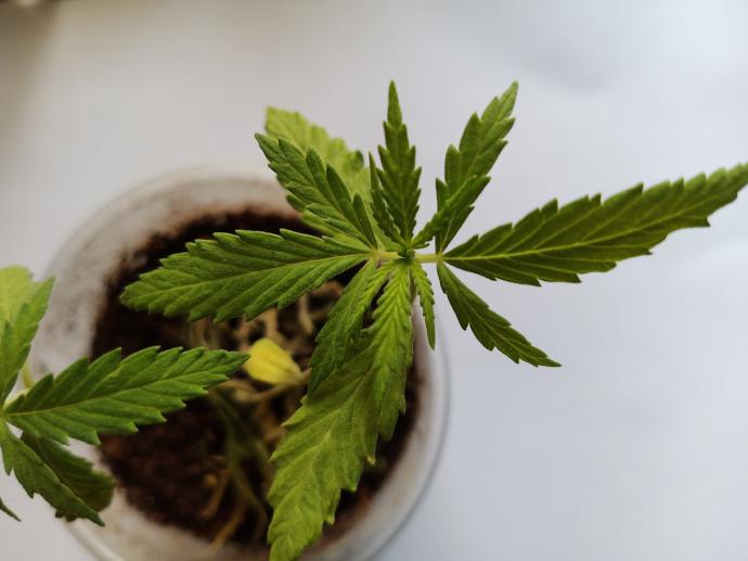 Plantar cannabis: ¿Cómo y es legal?