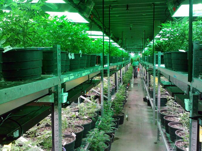 Semillas de Cannabis a granel: calidad y economía garantizadas