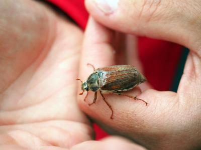 Llega la primavera, y con ella nuevas plagas