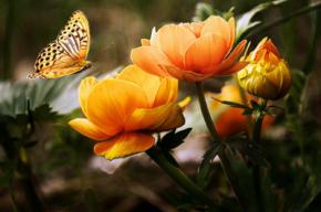 El Creciente Mercado de Envío de Flores a Domicilio: Una Mirada Detallada