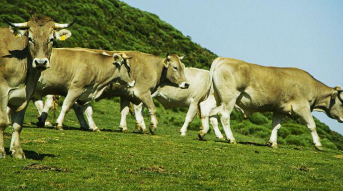 El mejor chuletón de buey de la montaña de León