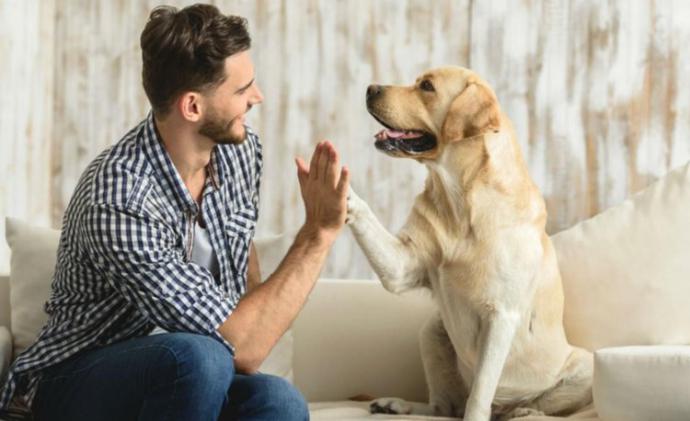 5 curiosidades que desconoces de los perros