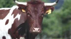 ¿Comprar carne online de ganaderos de Madrid? Ahora es posible