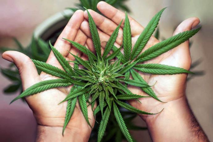 CBD: los beneficios del uso medicinal del cannabis