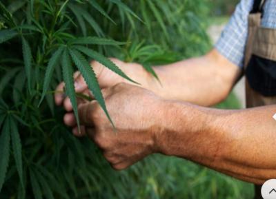 ¿Qué es el CBG? ¿Es mejor que el CBD?