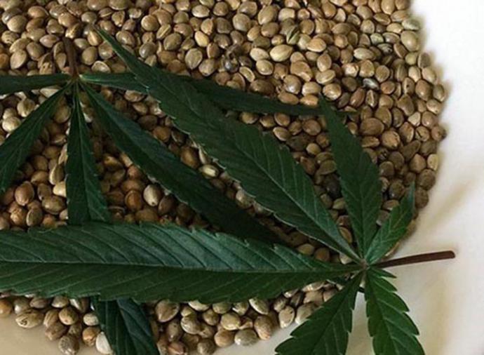 Semillas de cannabis: ¿Cuáles son sus beneficios?