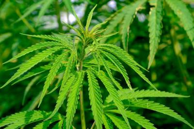 ¿Qué se necesita para iniciar un cultivo de marihuana en casa?