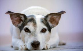 Cómo escoger el seguro de perro obligatorio para cumplir con la nueva Ley de Bienestar Animal