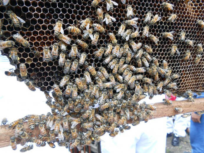 Los actuales desafíos de la apicultura de comercio justo: una mirada latinoamericana