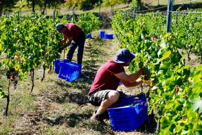 Bodega Cayo, pasión familiar entre cepas y barrica