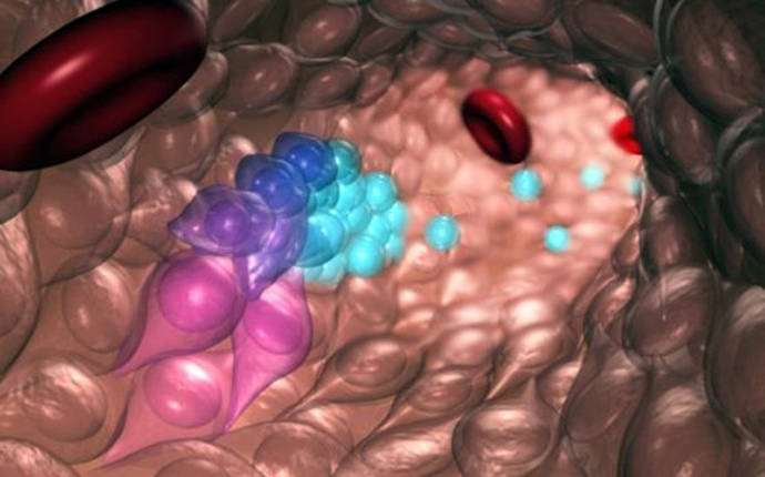 Las células madre y progenitoras de sangre emergen de células endoteliales hemogénicas durante el desarrollo embrionario normal. Las células azules (izquierda) emergen de las células progenitoras y hematapoyéticas emergentes