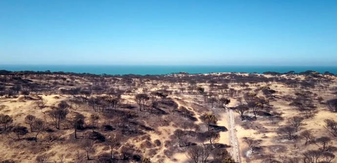 Zona arrasada por las llamas del incendio de Doñana