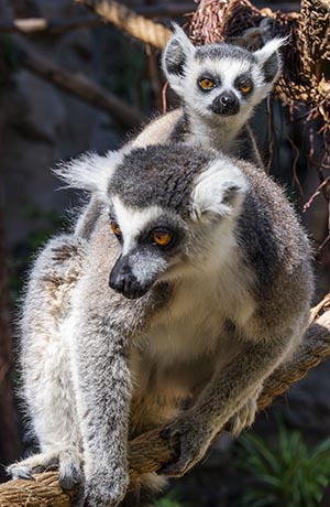 Loro Parque, del Puerto de la Cruz, en Tenerife, logra el nacimiento de tres lémures de cola anillada, una especie en peligro de extinción
