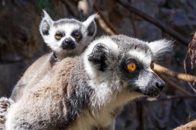 Loro Parque, del Puerto de la Cruz, en Tenerife, logra el nacimiento de tres lémures de cola anillada, una especie en peligro de extinción
