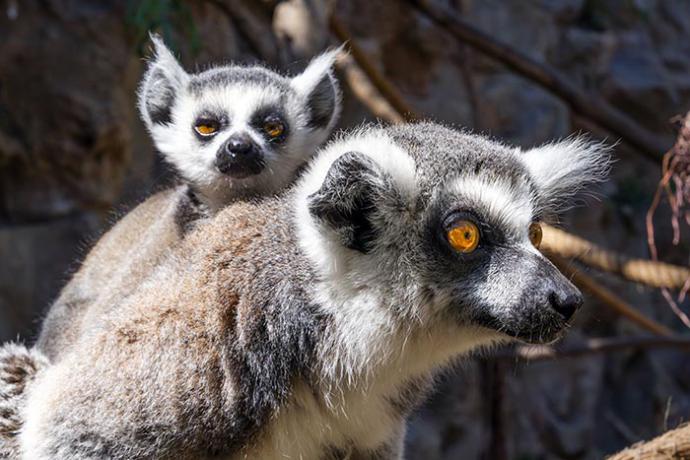 Loro Parque, del Puerto de la Cruz, en Tenerife, logra el nacimiento de tres lémures de cola anillada, una especie en peligro de extinción