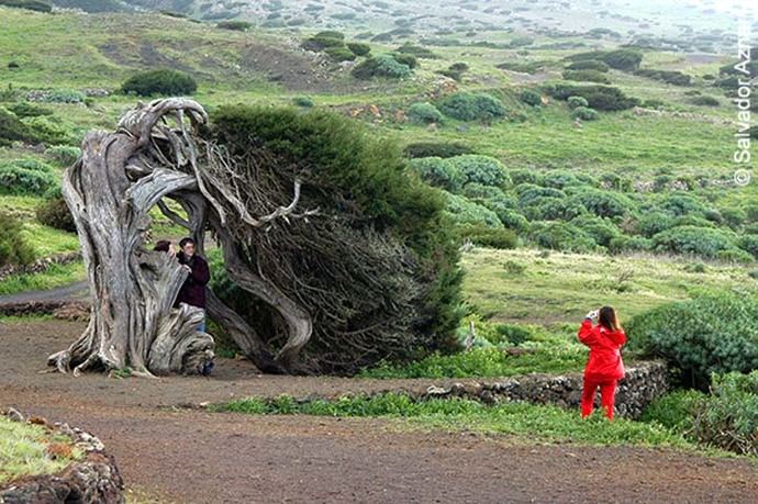 El árbol de la Sabina torcido por el viento...