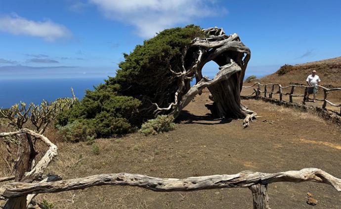 ARBOL DE SABINA DE EL HIERRO