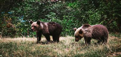 El oso pardo en una imagen de archivo. (CSIC)