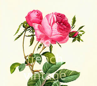 “Las rosas en el Arte”, libro de Theo Acedo Díaz
