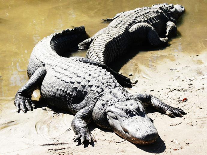 De animales de la selva y domésticos. La pérdida de Pisuka
