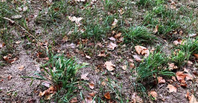 Recogida de la casa antes de Otoño