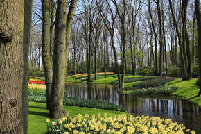 Keukenhof, tulipanes en el más bello jardín de Europa