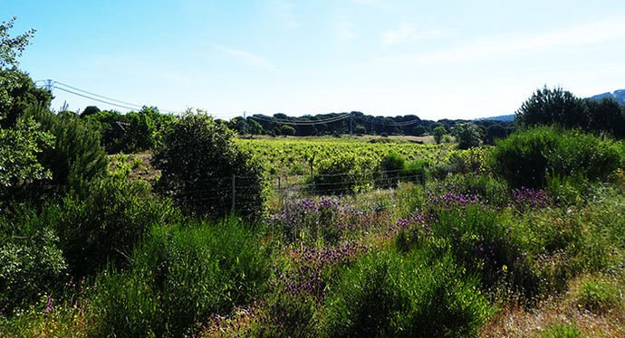 Bodega Las Moradas de San Martín, vinos de autor, con solera