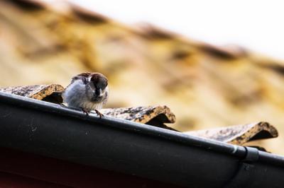Plagas más frecuentes en Madrid durante el invierno: aves, roedores y termitas