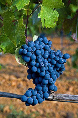 Detalle de racimo de uvas de la variedad Prieto Picudo