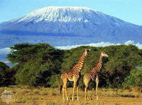 El Kilimajaro: Es posible que en poco años, ya no tenga sus nieves eternas