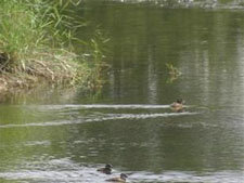 Investigan una mortandad de patos cormonares en la región chilena de La Araucanía

