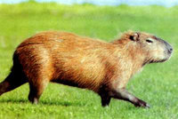 El capibara, roedor gigante que habita las sabanas, ríos y pantanos del oriente boliviano,