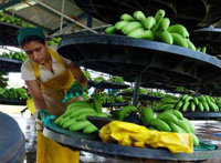 La guerra del banano con Latinoamérica ha tardado 16 años en resolverse

