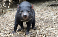 Un diablo de Tasmania en Australia. 

