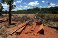 Bosque de Pomac (Perú), amenazado de devastación inminente 

