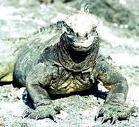 Iguana de Las Galápagos