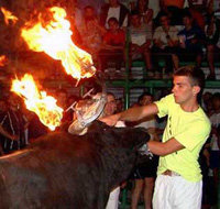 La fiesta del “correbous” en la región de Cataluña

