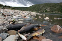 Peces muertos en un lago argentino. 