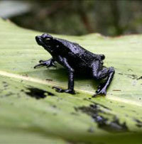 En la foto una rana afectada por un derrame de petróleo en la selva ecuatoriana.
