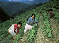 Cultivos de coca en algún país de Sudamérica