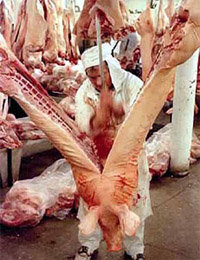 Los carniceros no disponen de mucho tiempo para tener miramiento alguno con el sufrimiento de estos animales.