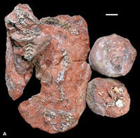 Serpiente prehistórica devoraba huevos de dinosaurio