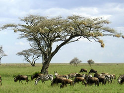 El famoso Serengeti, en Tanzania

